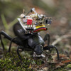 GoPro for Beetles: Researchers Create a Robotic Camera Backpack for Insects