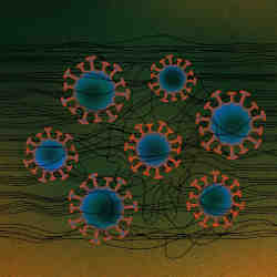 Models of the coronavirus. 