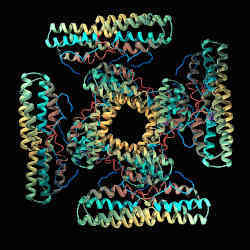 A ribbon model of a protein molecule. 