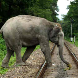 An elephant crossing train tracks in rural India.