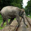 Elephants vs Trains: AI Helps Ensure They Don't Collide