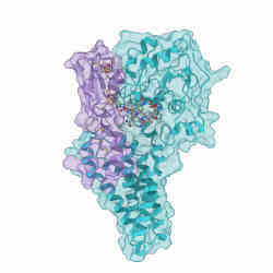 A structural model of  HgcA, in cyan, and HgcB, in purple. 