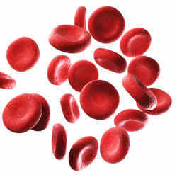 An illustration of human red blood cells. 