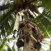 Tree-Climbing Robot Can Safely Harvest Coconuts