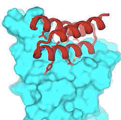 The red molecule is the minibinder, attached to the blue coronavirus protein.