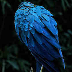 A bird with striking blue plumage. 