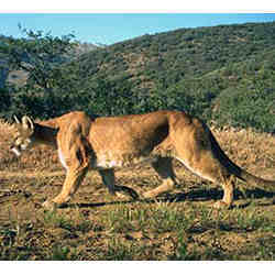 Image of a mountain lion captured by a camera trap. 