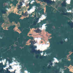 A satellite image of deforestation in southeast Asia. 