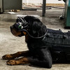 Augmented Reality Dog Goggles Could Help Protect Soldiers