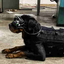 A military dog wearing augmented reality goggles. 