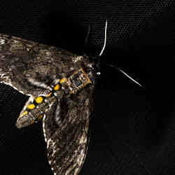 A Manduca sexta moth carrying a sensor on its back.