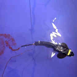 A fish-like robot leaves an observable wake.