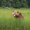 Training Facial Recognition on Some New Furry Friends: Bears