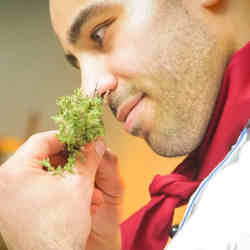 A chef smells a fresh herb.