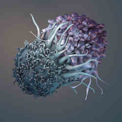 Illustration of a t-cell (left) attacking a cancer cell.