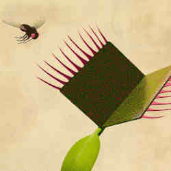 A Venus flytrap, and a fly.