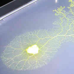 A single-celled amoeboid organism, a plasmodium of true slime mold Physarum polycephalum.