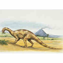 hecodontosaurus was the size of a large dog and lived in the Triassic age.