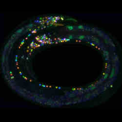 A NeuroPAL worm coiled into an O-shape with the head and tail touching each other at the top of the ring. Every neuron (the colored dots) can be identified by its color. 