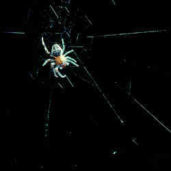 Even a spider with four shortened legs on one side could spin a perfect web.