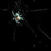 Spider Legs Build Webs Without the Brain's Help