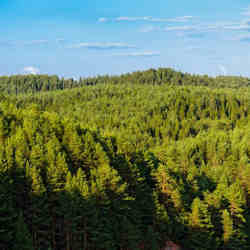 A U.K. forest of eucalypt trees. 