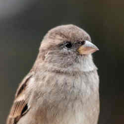 A sparrow.