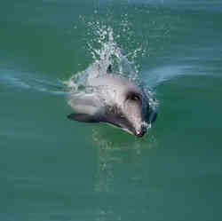 Maui dolphins are only found on the west coast of New Zealands north island.