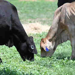 Cows with satellite-linked tracking tags attached to their ears. 