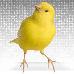 A canary. 