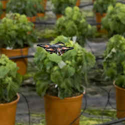 A moth-killing drone hovers over plants in a greenhouse.