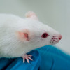 Researchers Send Tiny Drug Delivery Robots Into Mouse Brains