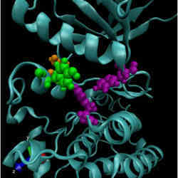 A computer model of a mutated anaplastic lymphoma kinase, a known oncogenic driver in pediatric neuroblastoma.