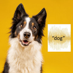 dog image and the word 'dog'