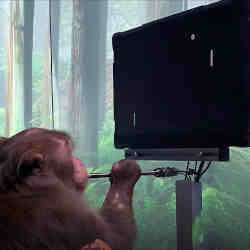 A macaque playing a game onscreen with his mind.