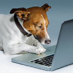 dog at laptop computer