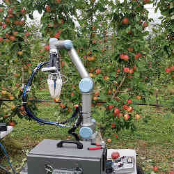 The robotic apple harvester. 