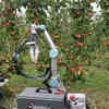 Advanced Core Processing: Robot Technology Appealing for Apple Growers