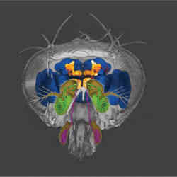 Model of a fruit fly's head; blue sections are the brain. 