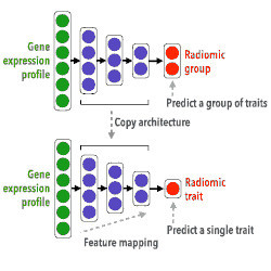 The architecture and hyperparameter tuning of a radiogenomic neural network.