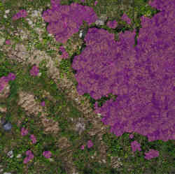 Areas in purple were processed by a drone to indicate the presence of Sosnovsky's hogweed.