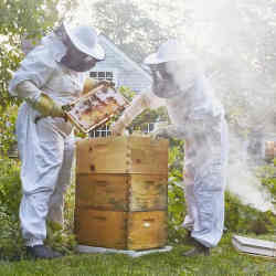 Beekeepers at work. 