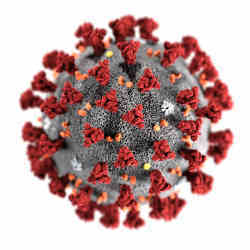 The ultrastructural morphology exhibited by the coronavirus.