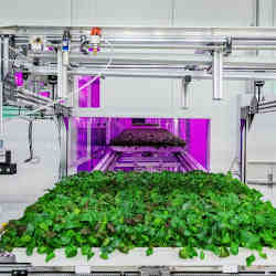 Greens leave the grow room at robot farm Fifth Season, ready for harvest. 