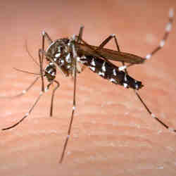 The Asian tiger mosquito.