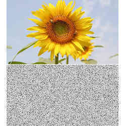 Above, an original image of a sunflower; below, an encrypted version.