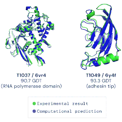 Two examples of protein structures predicted by AlphaFold (in blue) compared with experimental results (in green).