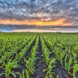 Crops in a field. 