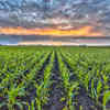 University of Minnesota Develops Tool to Help Farmers Make Crop Input Decisions