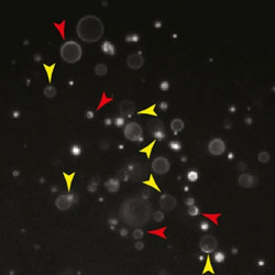 polymer vesicles from a chemical computation experiment